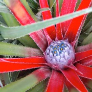 Fascicularia Bicolor Flowering