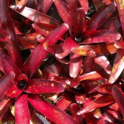 Neoregelia Fireball Hybrid