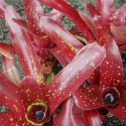 Neoregelia Manoa Hybrid