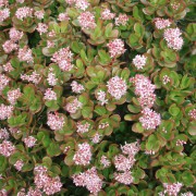 Crassula Ovata