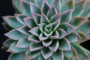 Echeveria Violet Queen