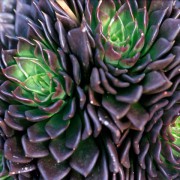 Echeveria Black Prince