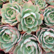 Echeveria Powder Blue