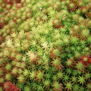 Sedum Golden Mound