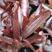 Neoregelia Rio Red