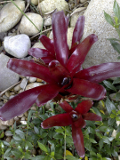 Neoregelia Short And Sweet