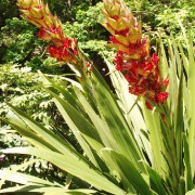 Doryanthes Palmeri