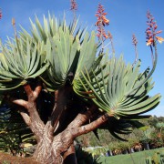 Aloe Plicatilis