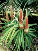 Aloe Speciosa