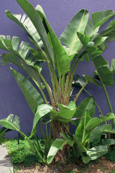 Strelitzia Nicolai Large Image