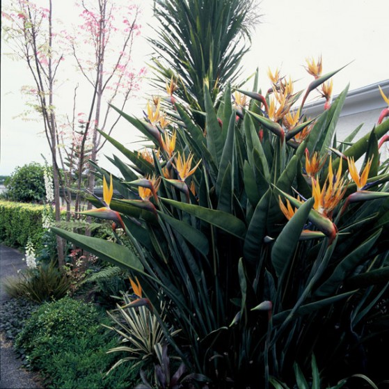 Strelitzia Reginae Large Image