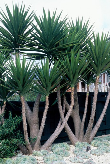 Yucca Elephantipes Large Image